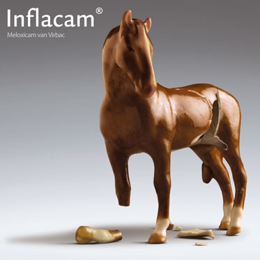 Inflacam_visual_paard_website.jpg