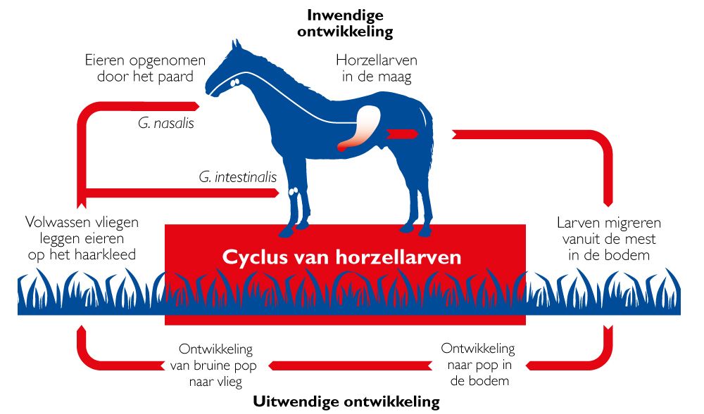 Levenscyclus-horzellarven.jpg