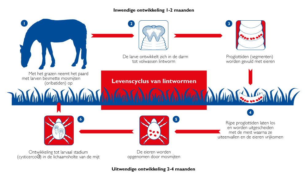 Levenscyclus-lintworm.jpg