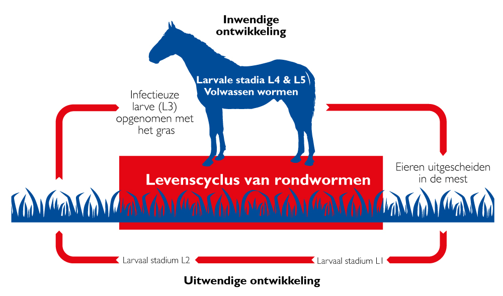 Levenscyclus-rondwormen.jpg